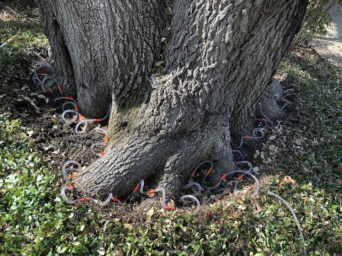 Detailed Tree Cabling and Bracing job site in Earlysville