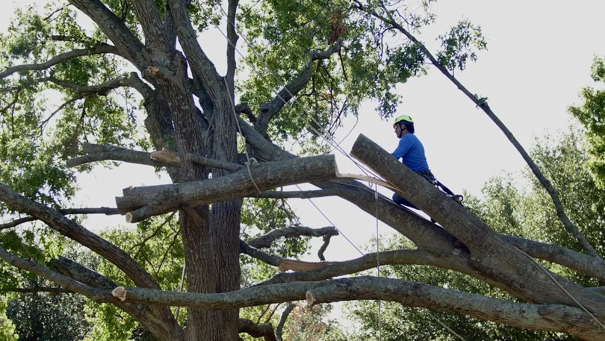 Professional Hazardous Tree Removal performed by certified arborists in Earlysville