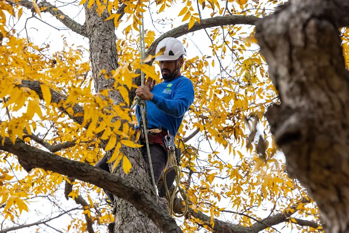 Skilled Tree Transplanting crew working in Earlysville