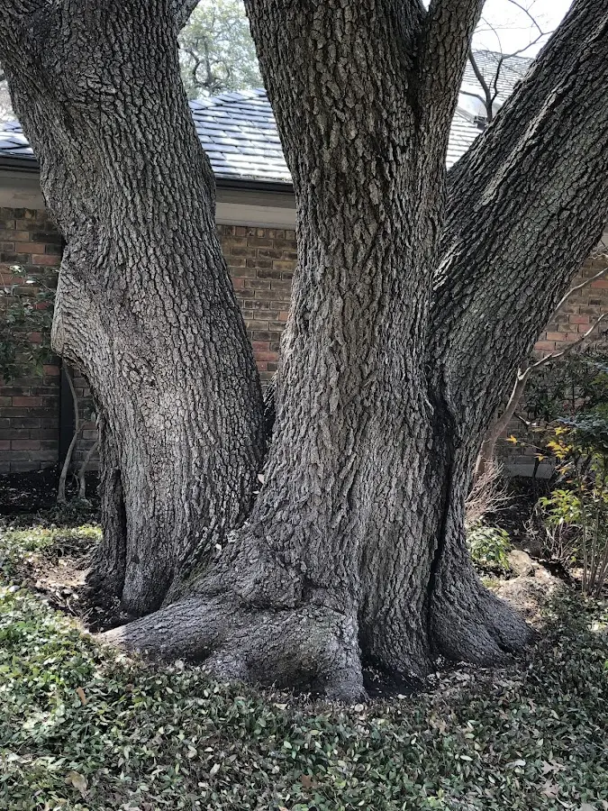 Mature heritage tree close to a Earlysville property cared for by certified arborists